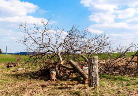 Tree Felling